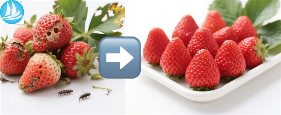 Promote Photosynthesis Diethyl Aminoethyl Hexanoate CASNo. 10369 - 83 - 2 For Chili And Waxgourd best