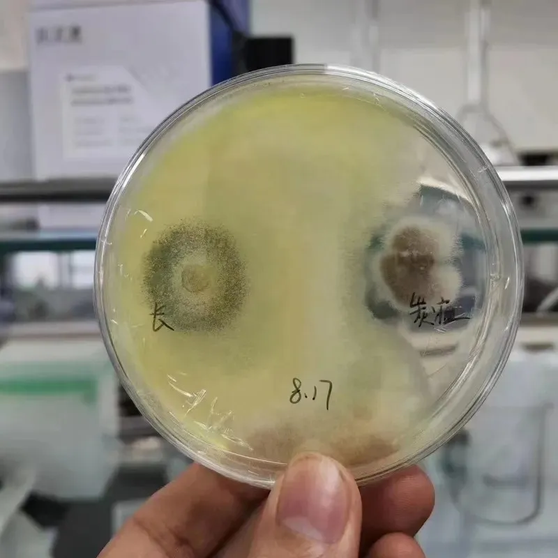Trichoderma Longibrachiatum 10 Billion Cfu/g Prevent Disease And Root Rot Promote New Roots Growth And Prevent Nematodes